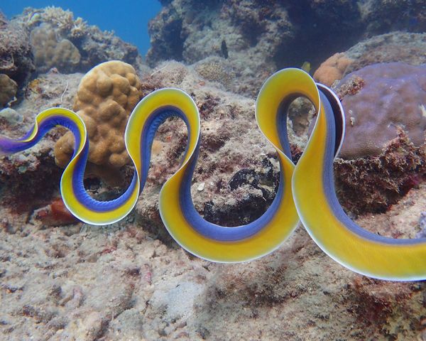ハナヒゲウツボの引っ越し