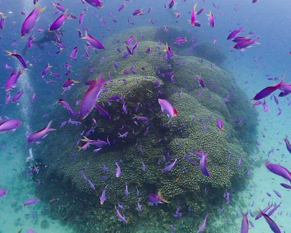 ハナゴイ乱舞