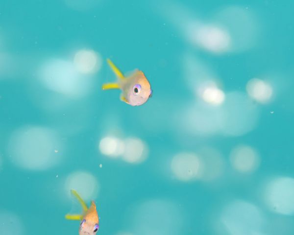 いつもいっしょ