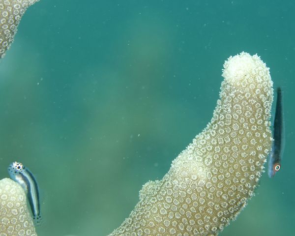 あの子気になる