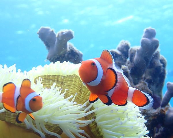 シャークベイトウハハー　アフアヒアホホー