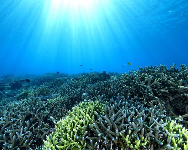 龍郷湾のサンゴ