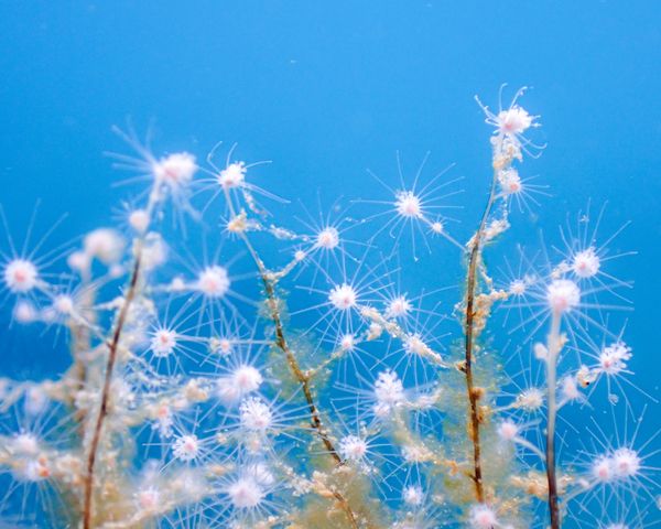 雪の華