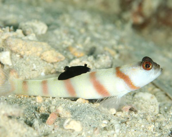 ヒレを食べるウミウシ