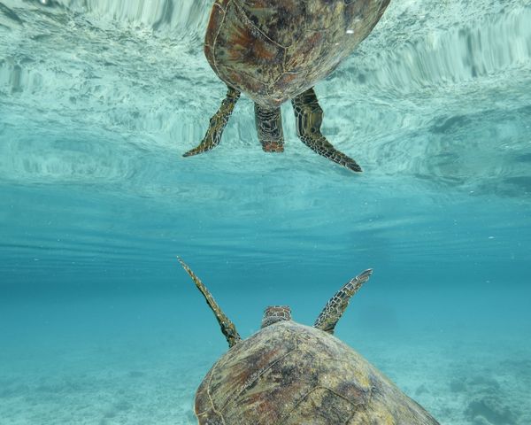 海鏡