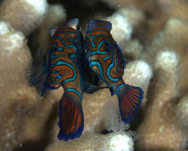 ニシキテグリの産卵