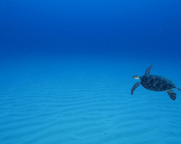 白砂を泳ぐウミガメ