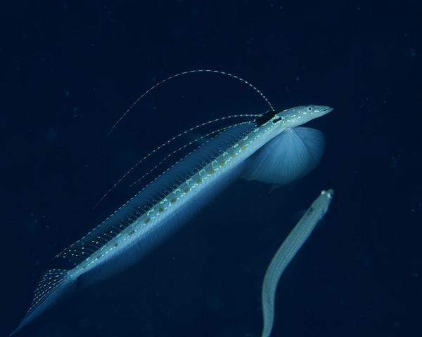 リュウグウベラギンポ求愛
