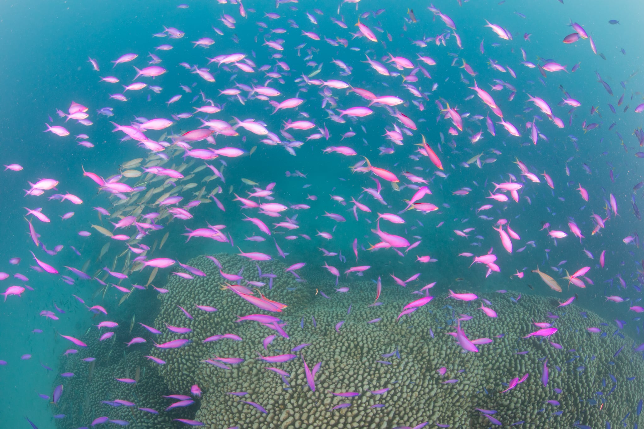 サンゴの上に色鮮やかな魚が群れる奄美大島の海