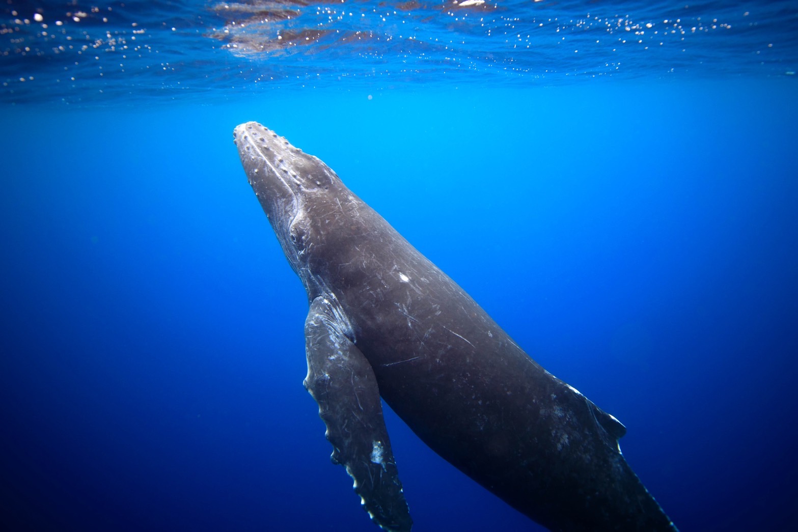 ホエールスイム - クジラの姿