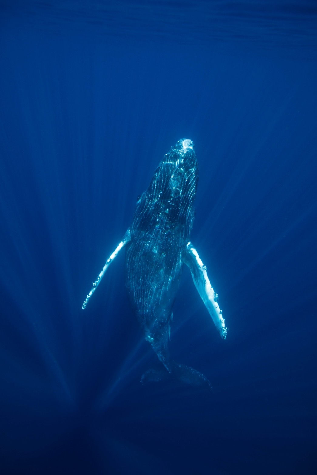 ホエールスイム - クジラとの出会い