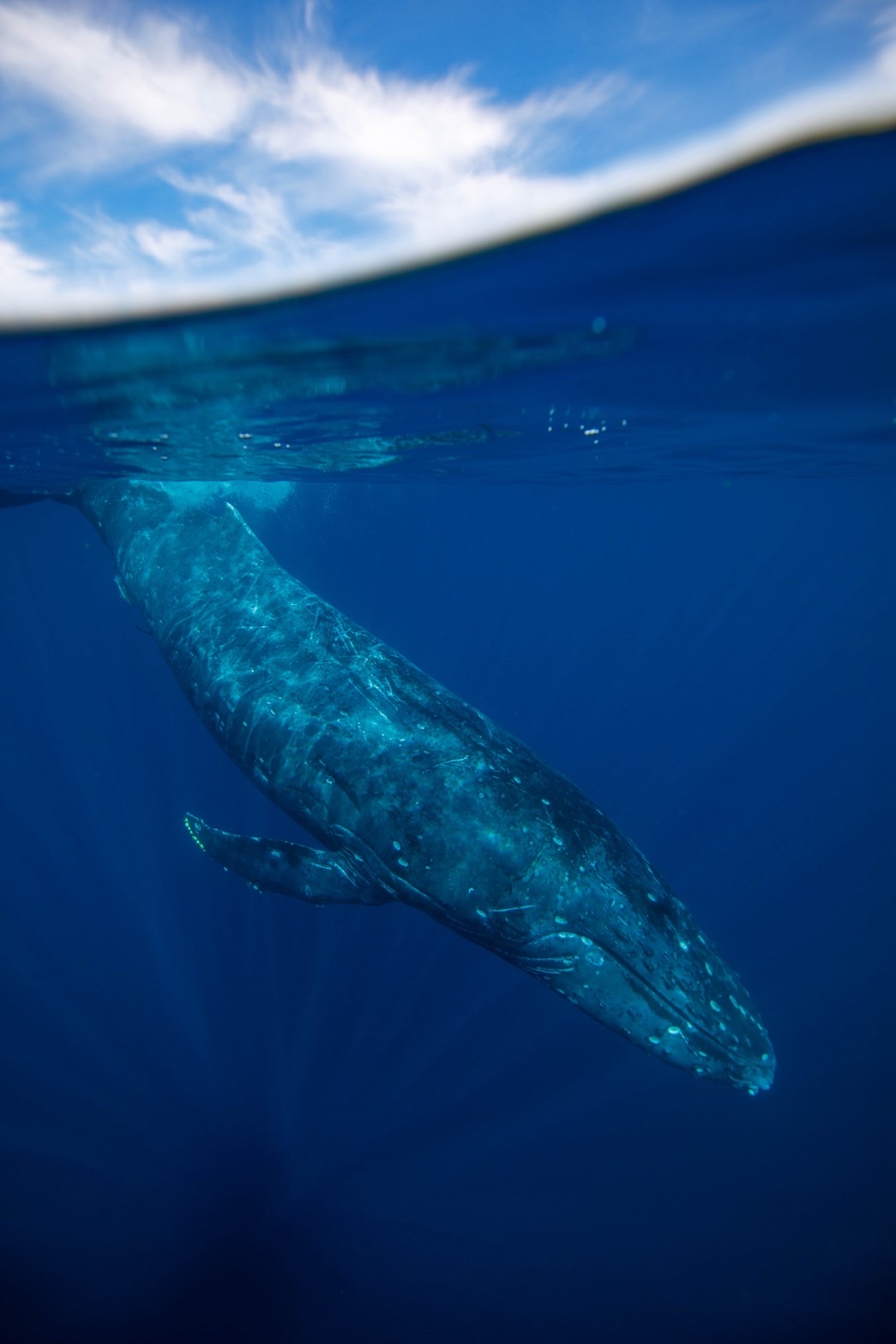 ホエールスイム - クジラの親子