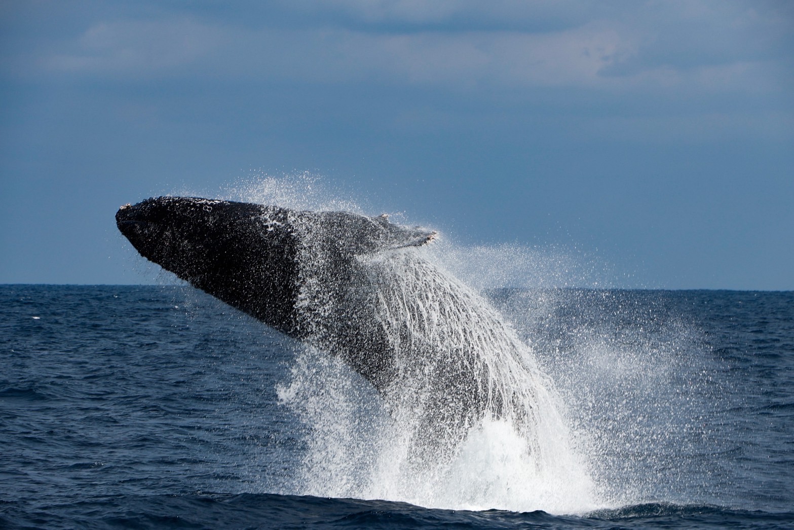 ホエールスイム - クジラと泳ぐ