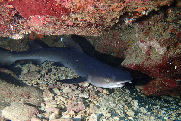 サメみんなが怖いわけではないんだぜ 奄美大島ダイビングショップ ダイビングショップネバーランド
