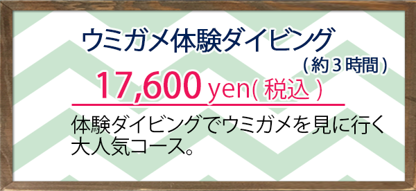 ウミガメ体験ダイビング